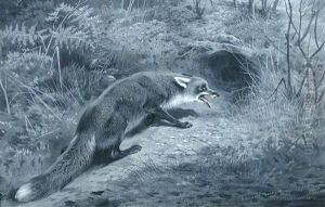 Study Of A Fox by Archibald Thorburn