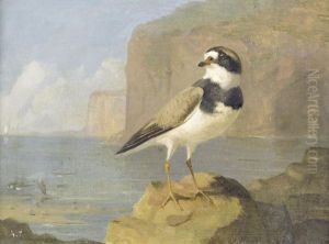 Sandregenpfeifer An Felsiger Meereskuste by Archibald Thorburn