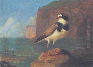 Nahansicht Eines Sandregenpfeifers by Archibald Thorburn