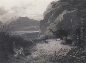 Grouse In A Highland Landscape