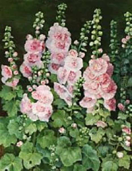 Red Hollyhocks - view 1