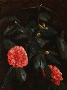 Flowering Camellias