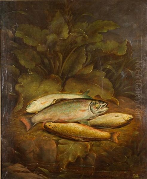 Brook Trout On The Bank - view 1
