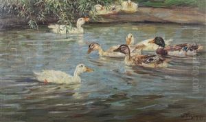 Enten An Einem Gewasser Enten An Einem Gewasser