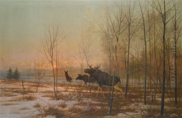 Elk In A Forest - view 1