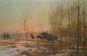 Elk In A Forest