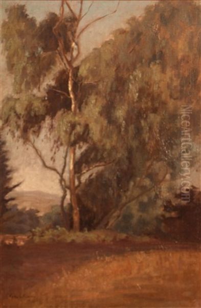 Eucalyptus Along A Path - view 1