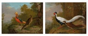 A Pair Of Animal Pictures: A Pair Of Golden Pheasants And Pair Of Silver Pheasants by Johann Heinrich Tischbein the Younger
