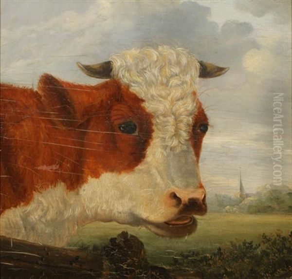 Kop Van Een Stier - view 1