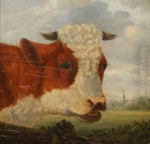 Kop Van Een Stier