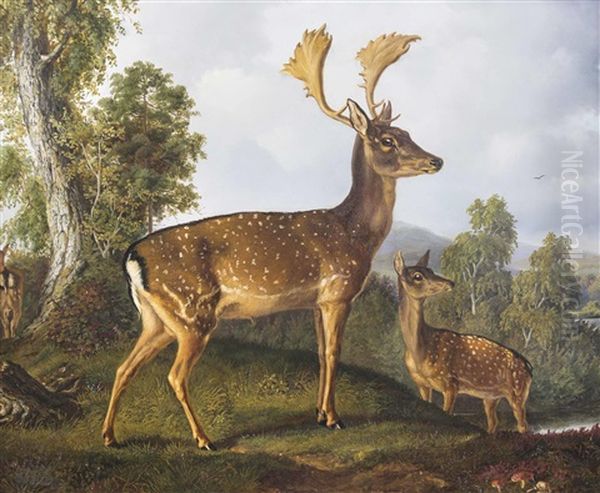 Damhirsch Mit Hirschkuh - view 1