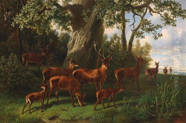 Pack Of Red Deer By A Woodland Edge - view 1