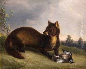 Wiesel (+ Wildkatze; Pair)