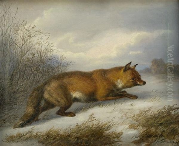 Auf Der Lauer. Ein Fuchs In Verschneiter Landschaft Beute Witternd - view 1