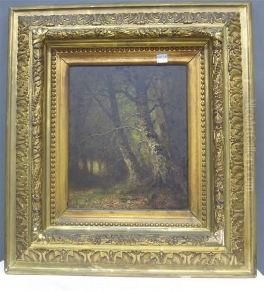 Beeches - view 1