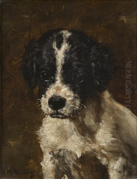 A Spaniel Puppy - view 1