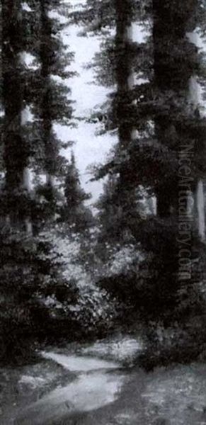 Path Through The Redwoods, Mt. Tamalpais - view 1