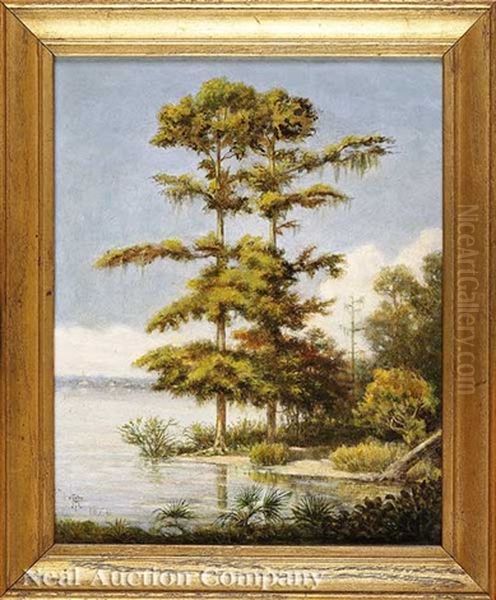 Batture Cypress Trees (algiers, Louisiana?) - view 1
