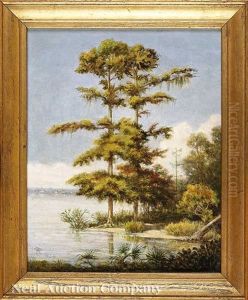 Batture Cypress Trees (algiers, Louisiana?)