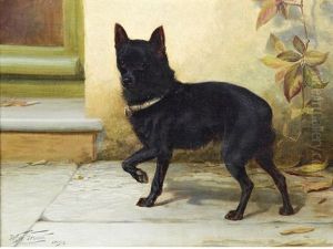 A Black Schipperke A Black Schipperke