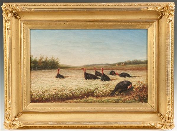 Field With Turkeys - view 1