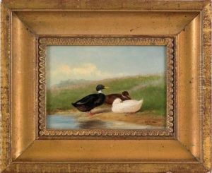 Three Ducks