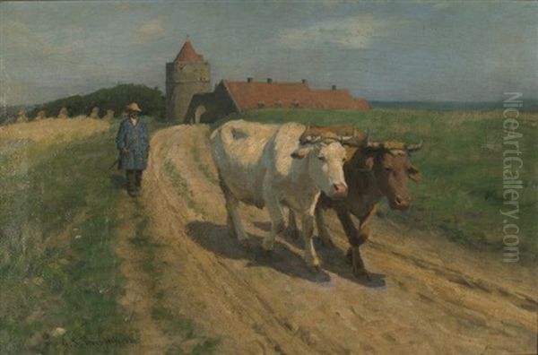 Oxen - view 1