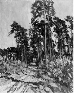 Weg Durch Kiefernwald
