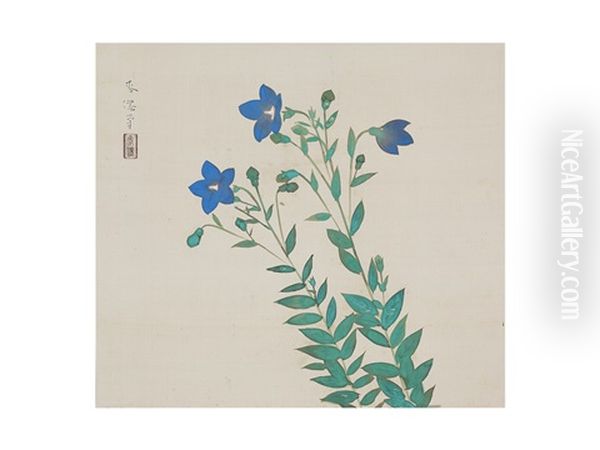 Balloonflower - view 1