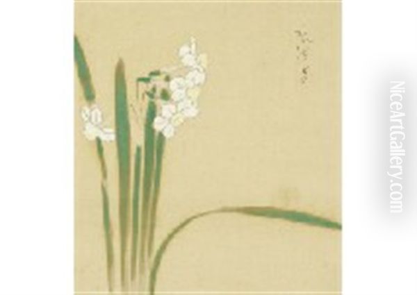 Daffodil - view 1