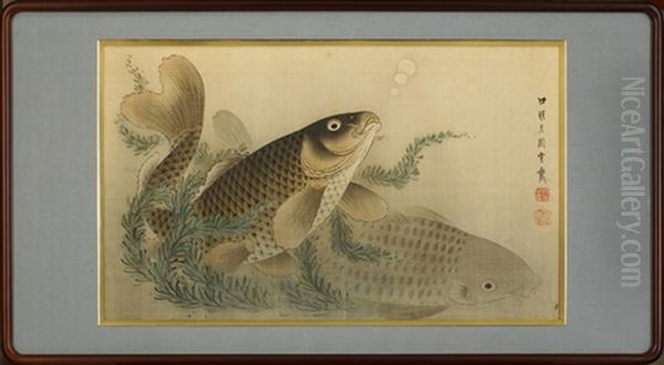 Carps - view 1
