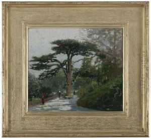 Cedar Of Lebanon, Jardin Des Plantes, Paris