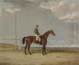 A Bay Racehorse