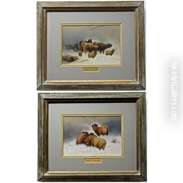 Highland Cattle And Sheep Caught In A Snow Drift - view 1