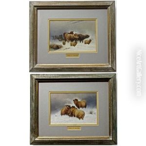 Highland Cattle And Sheep Caught In A Snow Drift Highland Cattle And Sheep Caught In A Snow Drift