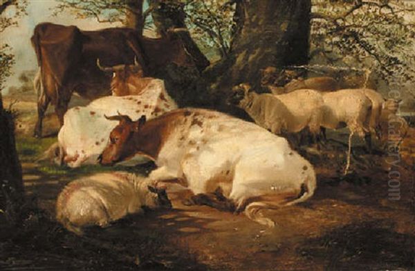 Sheep And Cattle Resting In The Shade - view 1
