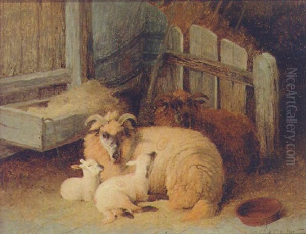 Sheep Resting In A Barn - view 1