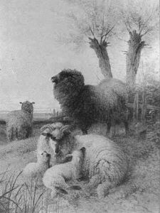 Sheep At Rest