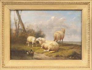 Sheep & Duck