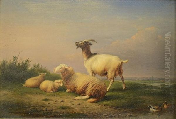 Sheep And Goat In Pasture - view 1