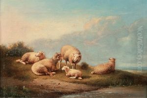 Resting Sheep by Francois Vandeverdonck