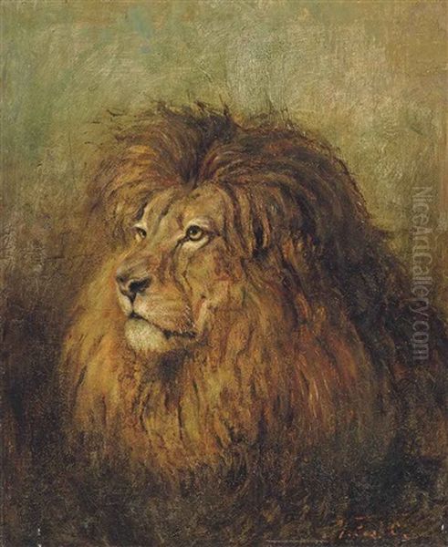 A Lion - view 1