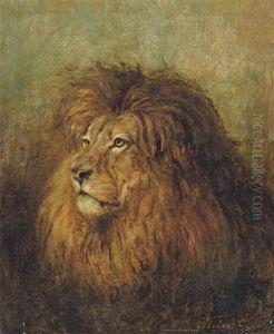A Lion