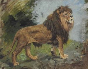 A Lion Walking
