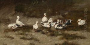 Enten Am Bachufer Enten Am Bachufer