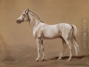 Portrat Eines Traberhengstes Der Linie Koheilan Aus Dem Gestut Babolna In Ungarn