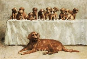 Irish Setter Und Ihre Vielen Welpen