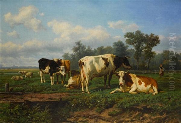 Cattle At Rest In A Meadow - view 1