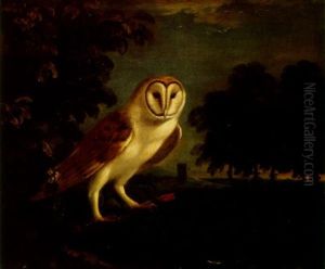 A Barn Owl In A Wooded Landscape A Barn Owl In A Wooded Landscape