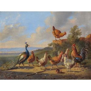 Chickens With A Peacock; Chickens Going To Roost